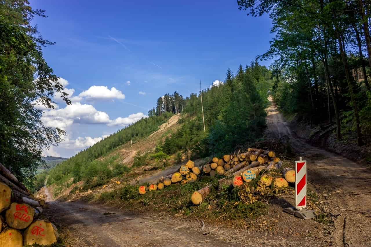 Holz als Brennstoff aus nachhaltigem und regionalem Anbau